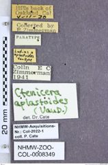 Etiketten zu Proludius aplastoides (Van Dyke, 1832) (NHMW-ZOO-COL-0008349)